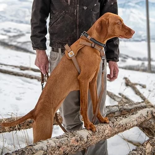 Carhartt Nylon Duck No Pull Dog Harness Deep Wine L | Adjustable, Water-Repellent, Reflective thumbnail 5