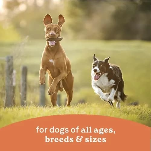 CANIDAE All Life Stages Beef & Vegetable Chunky Stew 12.7 oz Pack of 6 | Hearty Real Meat & Veg for Dogs thumbnail 5