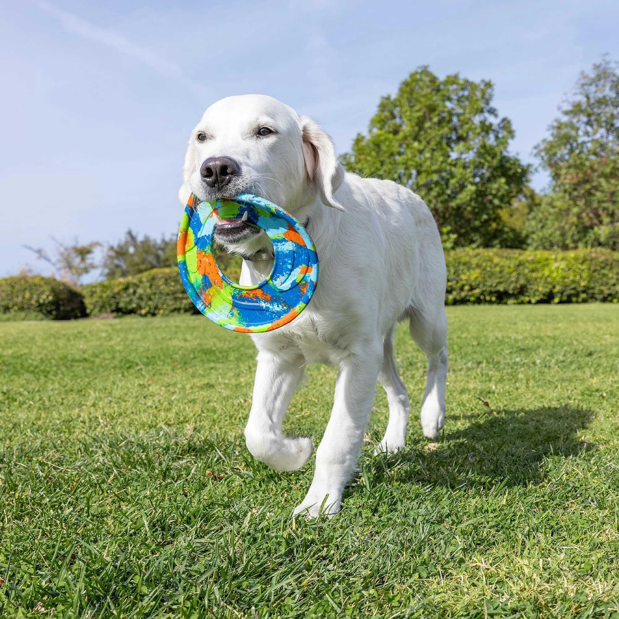 Chuckit! EcoFetch Flyer Rubber Dog Toy Medium 8 Inch Diameter | Durable Recycled Rubber for Fetch - view 6