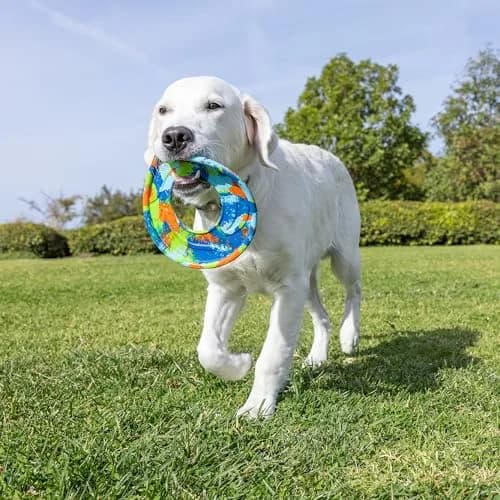 Chuckit! EcoFetch Flyer Rubber Dog Toy Medium 8 Inch Diameter | Durable Recycled Rubber for Fetch thumbnail 6