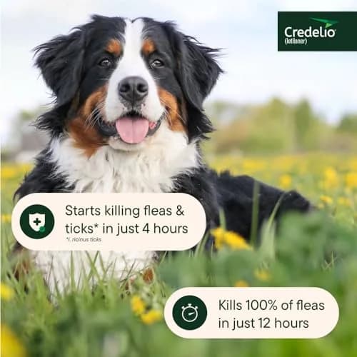 Credelio Tick & Flea Treatment for Dogs 50.1-100 lbs. | Fast-Acting Chewable Infestation Prevention thumbnail 6
