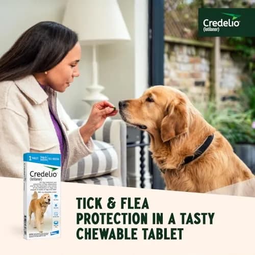 Credelio Tick & Flea Treatment for Dogs 50.1-100 lbs. | Fast-Acting Chewable for Dogs thumbnail 7
