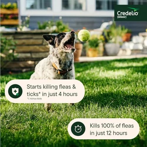 Credelio Chewable for Dogs 25.1-50 lbs | Fast-Acting Tick & Flea Protection thumbnail 6