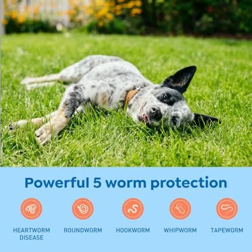 Interceptor Plus Monthly Tablets for Dogs 25.1-50 lbs. | 5-in-1 Heartworm & Worm Protection thumbnail 3