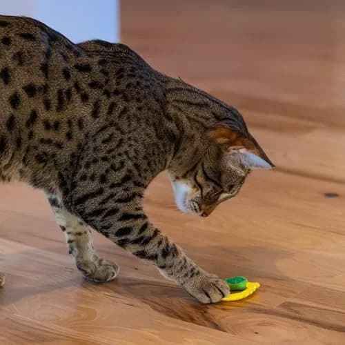 Catstages Dental Lemon Teether Interactive Chew Cat Toy with Catnip, 2.4" | Soft & Multi-Textured, Helps Keep Teeth Clean, Massages Gums, Catnip Oil Coating, Bat & Carry, Enrichment for Cats & Kittens thumbnail 6