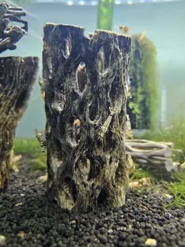 SoShrimp Natural Cholla Wood for Aquarium Decoration 20.32 cm (8 Inch) 2-Pack | Natural Aesthetic Appeal thumbnail 4