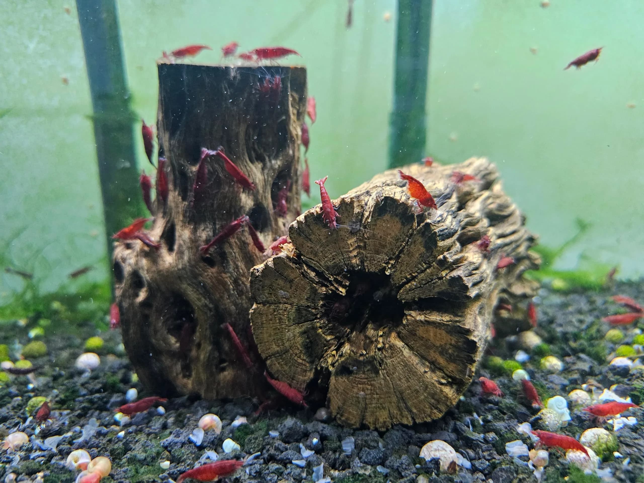 SoShrimp Natural Cholla Wood for Aquarium Decoration - 4 Inch (2 Pack) - view 3