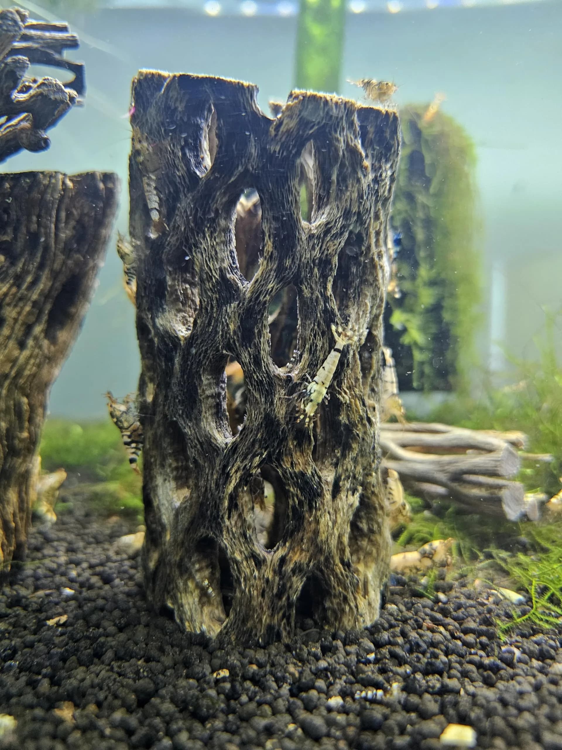 SoShrimp Natural Cholla Wood for Aquarium Decoration - 4 Inch (2 Pack) - view 4