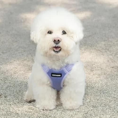 Voyager Step-in Flex Adjustable Dog Harness - Lavender, Small | Breathable Air Mesh, 3M Reflective, No-Pull Design thumbnail 7