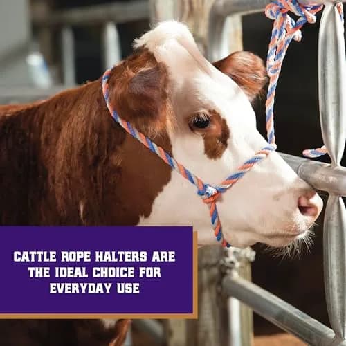 Weaver Livestock Braided Poly Rope Cattle Halter, Adjustable, Modern Style Cow Calf Halter, Livestock Handling Equipment for Showing, Blue/Coral/Gray (Pack of 2) thumbnail 2