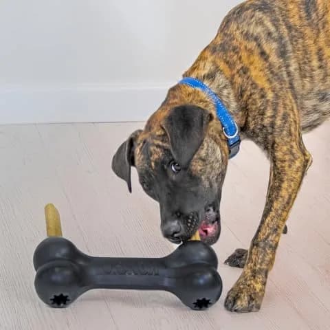 KONG Extreme Goodie Bone Natural Rubber Dog Toy for Extra Large Dogs | Power Chewers, Treat Stuffing, USA-Sourced thumbnail 3