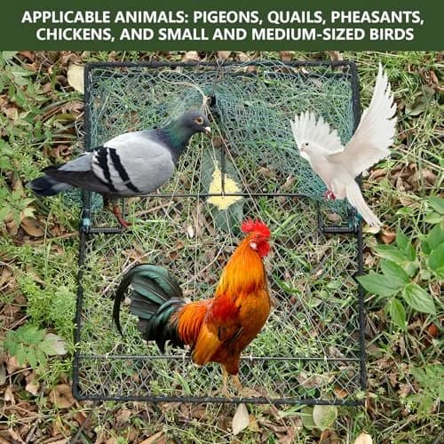 WillMesh Humane Pigeon Trap, Bird Trap for Quail, Turkey 50cm x 60cm | Live Catch & Easy Release thumbnail 4