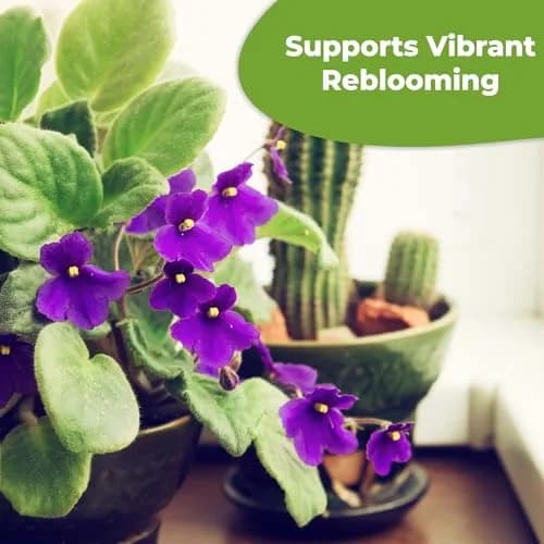 Perfect Plants African Violet Fertilizer, 4 oz, Liquid Bloom Food Drops | Gentle 2-2-2 NPK for Vibrant Blooms thumbnail 5
