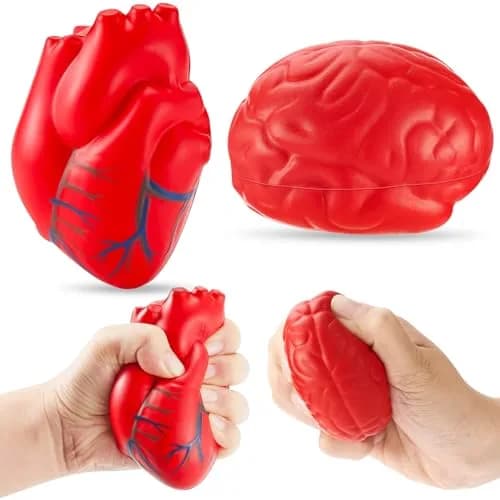 Hungdao Anatomy Heart Brain Stress Toy Set Foam Squeeze Balls 10.99cm (4.33in) x 7.70cm (3.03in) x 5.51cm (2.17in) | PU Foam thumbnail 1