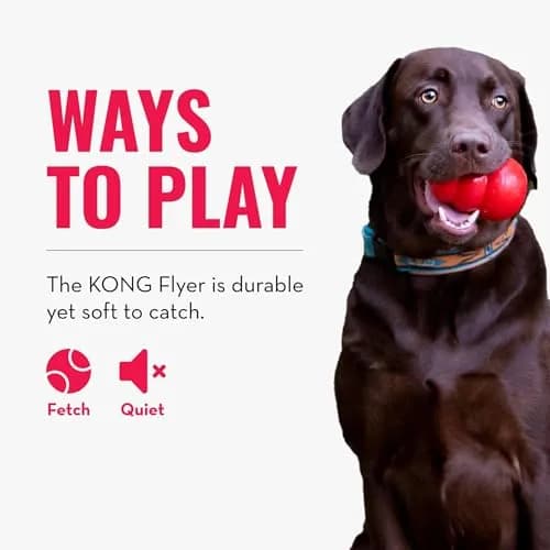 KONG Flyer Small Dog Flying Disc | Durable Natural Rubber Fetch Toy (Pack of 2) thumbnail 4