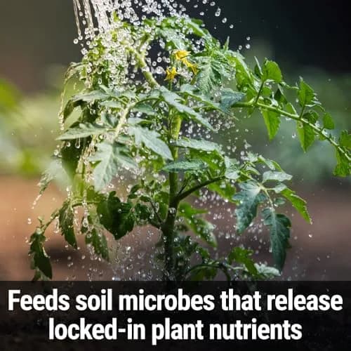 Messinas Seedlingers Super Yield Liquid Plant Food 32 fl oz | Microbial Soil Energizer for Flowers & Vegetables thumbnail 4