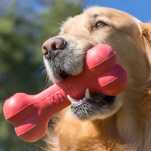 KONG Goodie Bone Natural Rubber Treat Toy for Extra Large Dogs | Durable Chew Toy for Aggressive Chewers thumbnail 2
