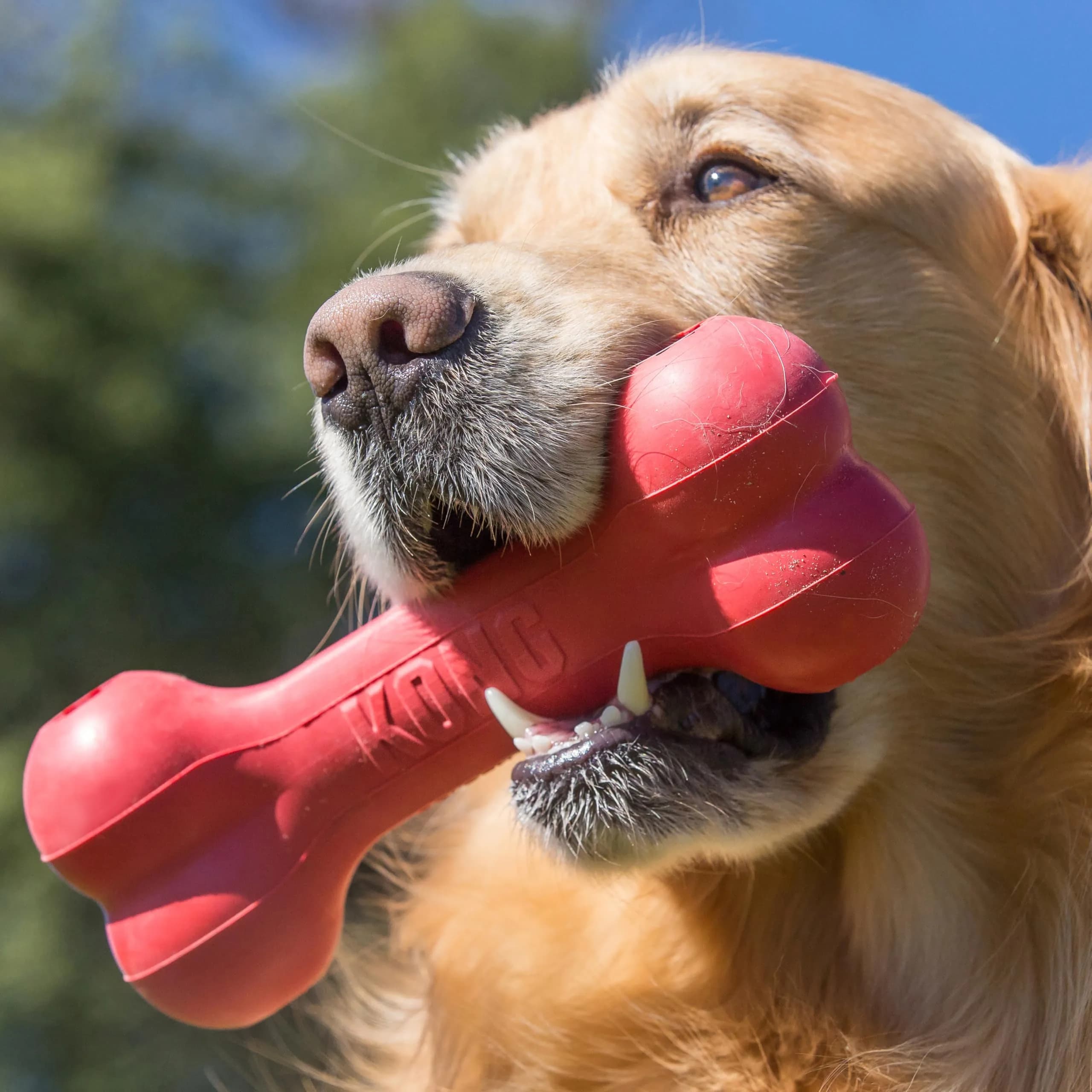 KONG Goodie Bone Natural Rubber Treat Toy for Extra Large Dogs | Durable Chew Toy for Aggressive Chewers thumbnail 2