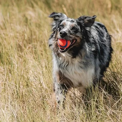 Chuckit! Ultra Ball Dog Toy Medium 6.4cm (2.5 inch) Pack of 4 | High Bounce Fetch Ball for Dogs 20-60 lbs thumbnail 4