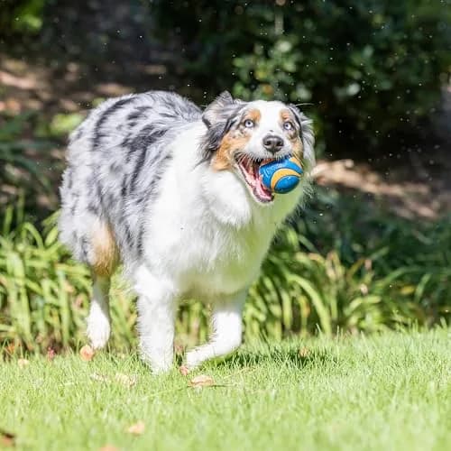 Chuckit! Ultra Ball Dog Toy Medium 6.4cm (2.5 inch) Pack of 4 | High Bounce Fetch Ball for Dogs 20-60 lbs thumbnail 3