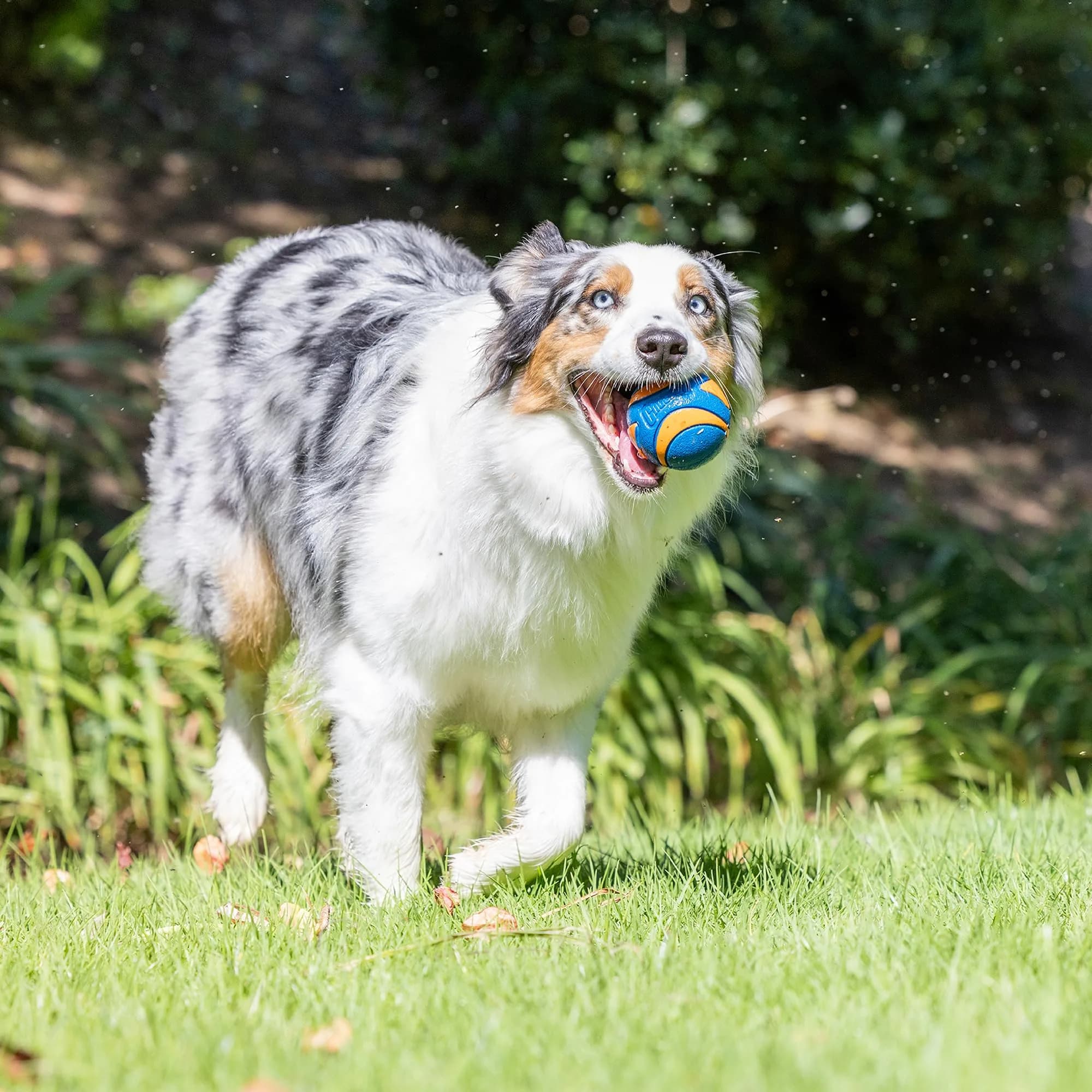 Chuckit! Ultra Ball Dog Toy Medium 6.4cm (2.5 inch) Pack of 4 | High Bounce Fetch Ball for Dogs 20-60 lbs - view 3