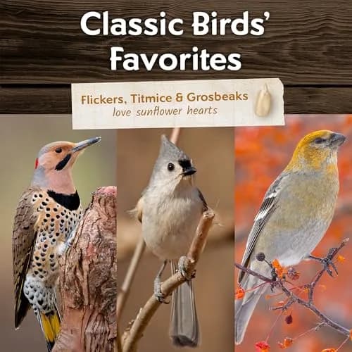 Morning Song Sunflower Hearts & Chips Wild Bird Seed 10 lb | Shell-Free, High-Energy Bird Food thumbnail 5