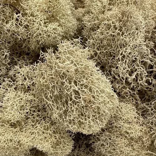 Quality Growers Natural Preserved Reindeer Moss for Crafts, Home Decor, Art, Design & DIY Projects (Medium 1-Pack, 10-12 sq. ft. Coverage) thumbnail 2