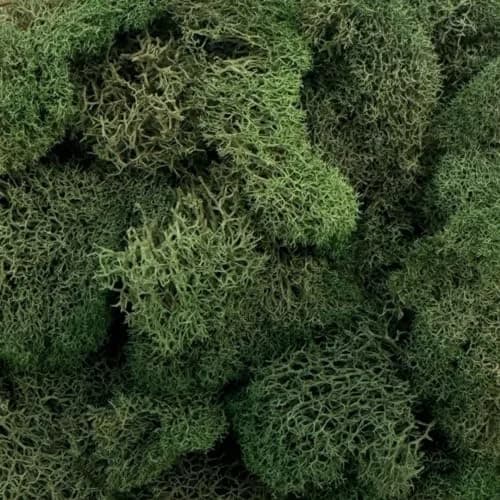 Quality Growers Reindeer Moss Bulk | Preserved Moss for Crafts & Decor, 12 sq. ft thumbnail 2