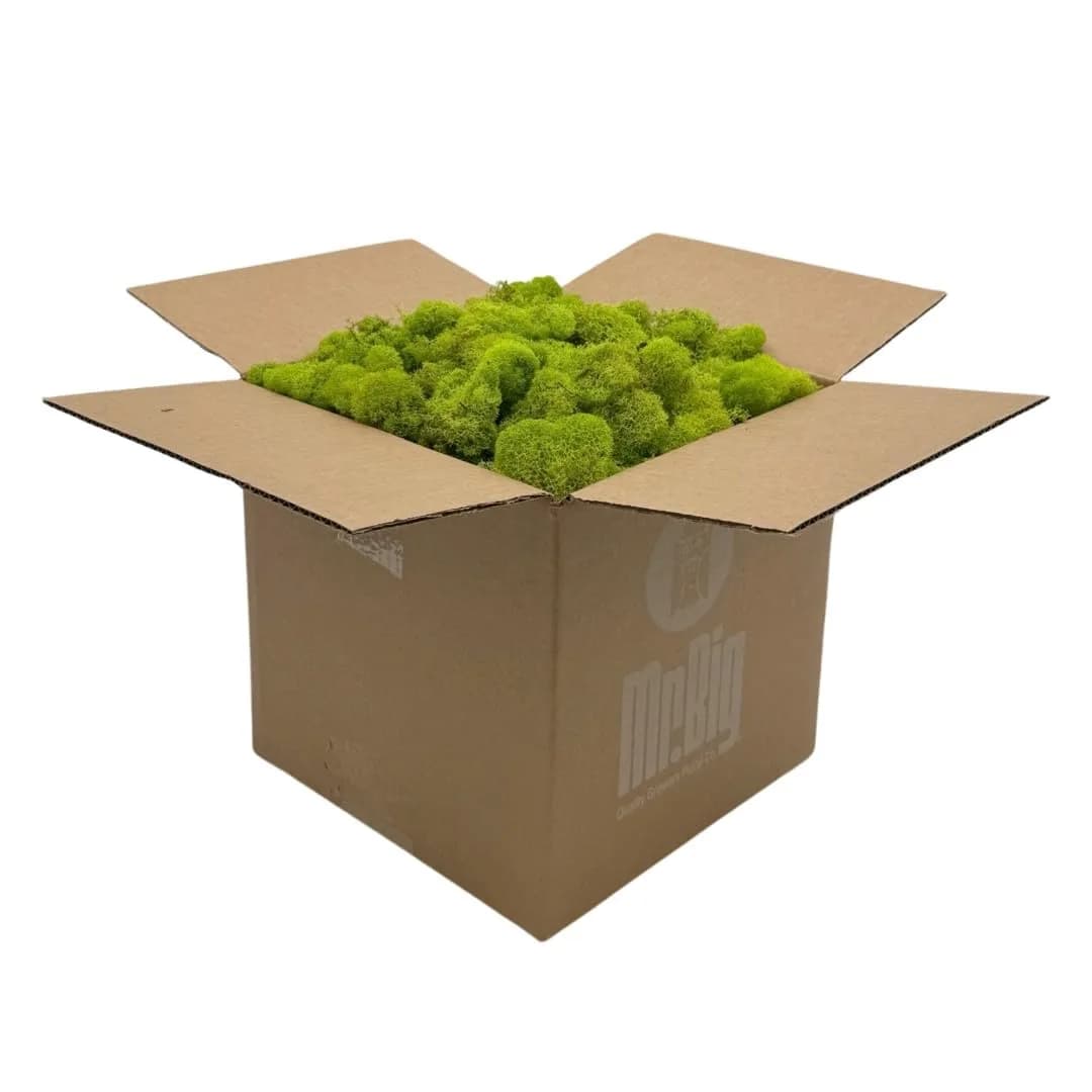 Quality Growers Reindeer Moss Bulk | Preserved Moss for Crafts & Decor, 12 sq. ft — Chartreuse / Box