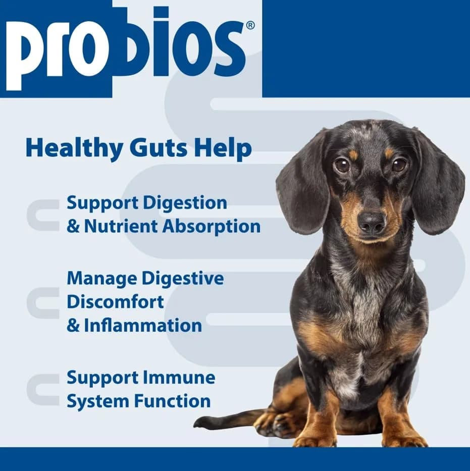 Probios Dog Probiotic Soft Chews, Chicken Liver, 120 Count | Gut & Immune Support for Medium & Large Dogs thumbnail 5