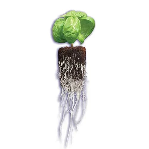 General Hydroponics GH3253 Rapid Rooter Replacement Plugs 50 Count | Explosive Root Growth Support thumbnail 5