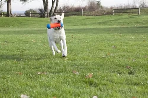 Chuckit! Amphibious Tumble Bumper Dog Toy Large (Pack of 12) | Floats High, Bounces Randomly thumbnail 4