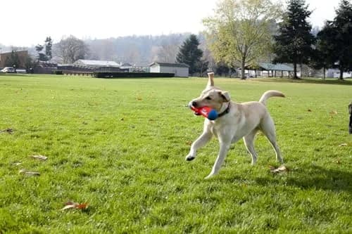 Chuckit! Amphibious Tumble Bumper Dog Toy Large (Pack of 12) | Floats High, Bounces Randomly thumbnail 5