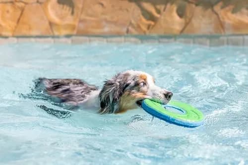 Chuckit! Amphibious ZipFlight Floating and Flying Disc Dog Toy, Medium (8.5") 12-Pack | Floats & Flies for Long-Distance Fetch thumbnail 7