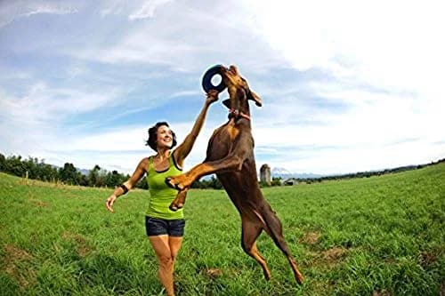 Chuckit! Amphibious ZipFlight Floating and Flying Disc Dog Toy, Medium (8.5") 12-Pack | Floats & Flies for Long-Distance Fetch thumbnail 8