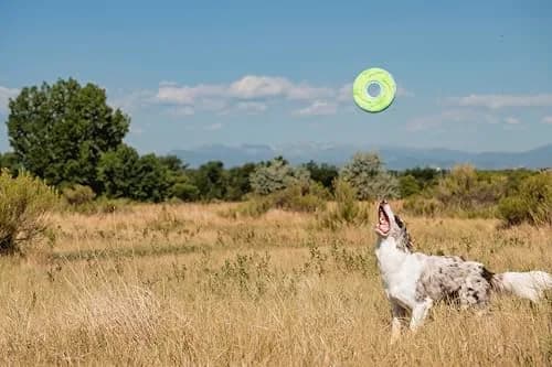 Chuckit! Amphibious ZipFlight Floating and Flying Disc Dog Toy, Medium (8.5") 12-Pack | Floats & Flies for Long-Distance Fetch thumbnail 9
