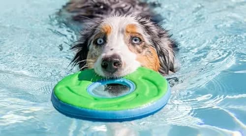 Chuckit! Amphibious ZipFlight Floating and Flying Disc Dog Toy, Medium (8.5") 12-Pack | Floats & Flies for Long-Distance Fetch thumbnail 10