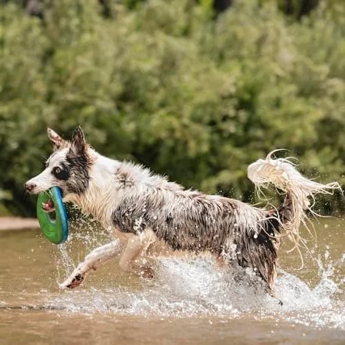 Chuckit! Amphibious ZipFlight Floating and Flying Disc Dog Toy, Medium (8.5") 12-Pack | Floats & Flies for Long-Distance Fetch thumbnail 4
