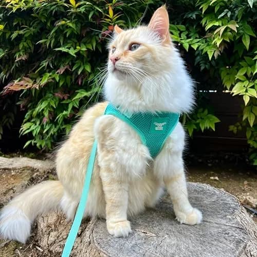 Your Cat Backpack Travel Cat Harness and Leash Set - Adjustable Mesh Fit for Outdoor Cats (Large) thumbnail 8