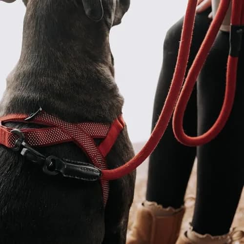 HOOZA Magnetic Rope Leash - Red, Medium | Quick Clip Magnetic Dog Leash with Heavy-Duty Rope thumbnail 6
