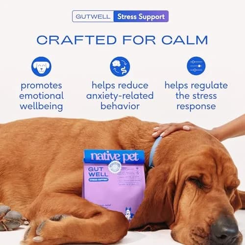 Native Pet GutWell Stress Support Dog Anxiety Relief Supplement 60 Scoops | Vet-Formulated Triple-Biotic & Magnesium Powder thumbnail 2