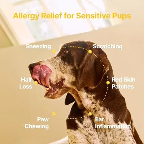 PENPEN Dog Allergy Relief Chews, Peanut Butter Flavor, 50ct | Supports Skin & Immune Health for Dogs thumbnail 6