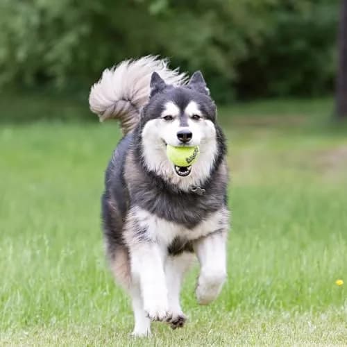 KONG Squeakair Balls (6 Pack) - Medium Dog Toy Premium Squeak Tennis Balls, Gentle on Teeth | Fetch Toy thumbnail 6