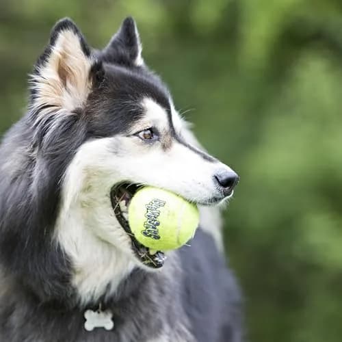 KONG Squeakair Balls (6 Pack) - Medium Dog Toy Premium Squeak Tennis Balls, Gentle on Teeth | Fetch Toy thumbnail 2
