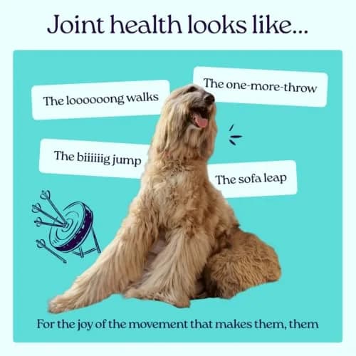 WellJoy Dental Dog Treat + Teeth Cleaning, Parsley, GutBoost, 24ct | Supports Oral & Digestive Wellness thumbnail 4