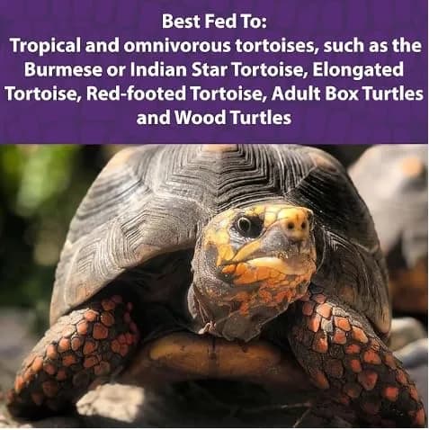 Mazuri Tortoise Diet 20 Ounce (20 OZ) Bag (Pack of 2) | Complete Nutrition for Tropical & Forest Tortoises thumbnail 3