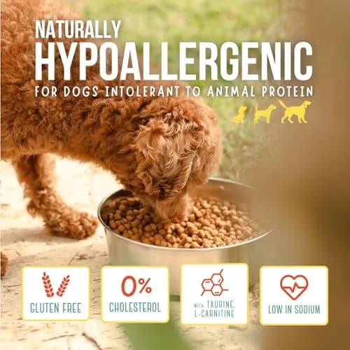The Green Dog Vegan Dog Food 6.6 lb | Plant-Based Complete Nutrition for Adult Dogs thumbnail 6