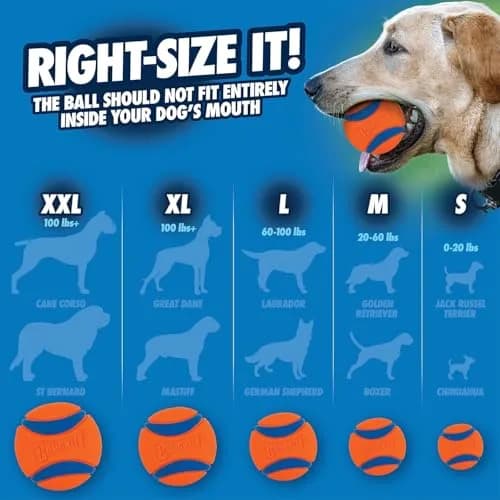 Chuckit! Ultra Ball Dog Toy - Medium 2.5-inch Rubber Fetch Ball | 3-Pack, Floating, High Bounce thumbnail 4