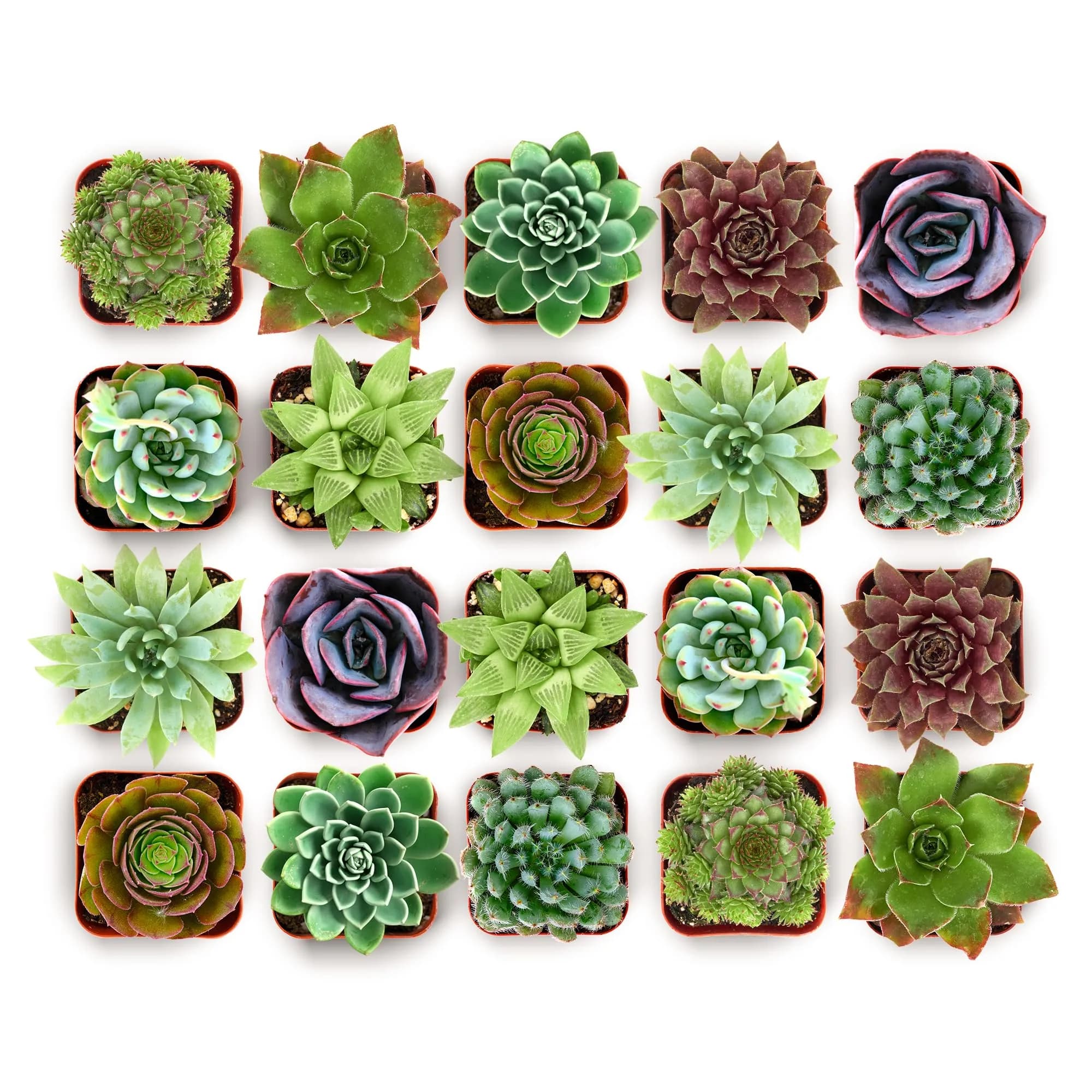 Shop Succulents Echeveria & Rosette Live Succulent Variety Pack – Fully Rooted 2" Potted Plants for Gifts, Favors, DIY Projects, Terrariums, Home Décor, and Garden Arrangements, 32 Pack — 2 inches