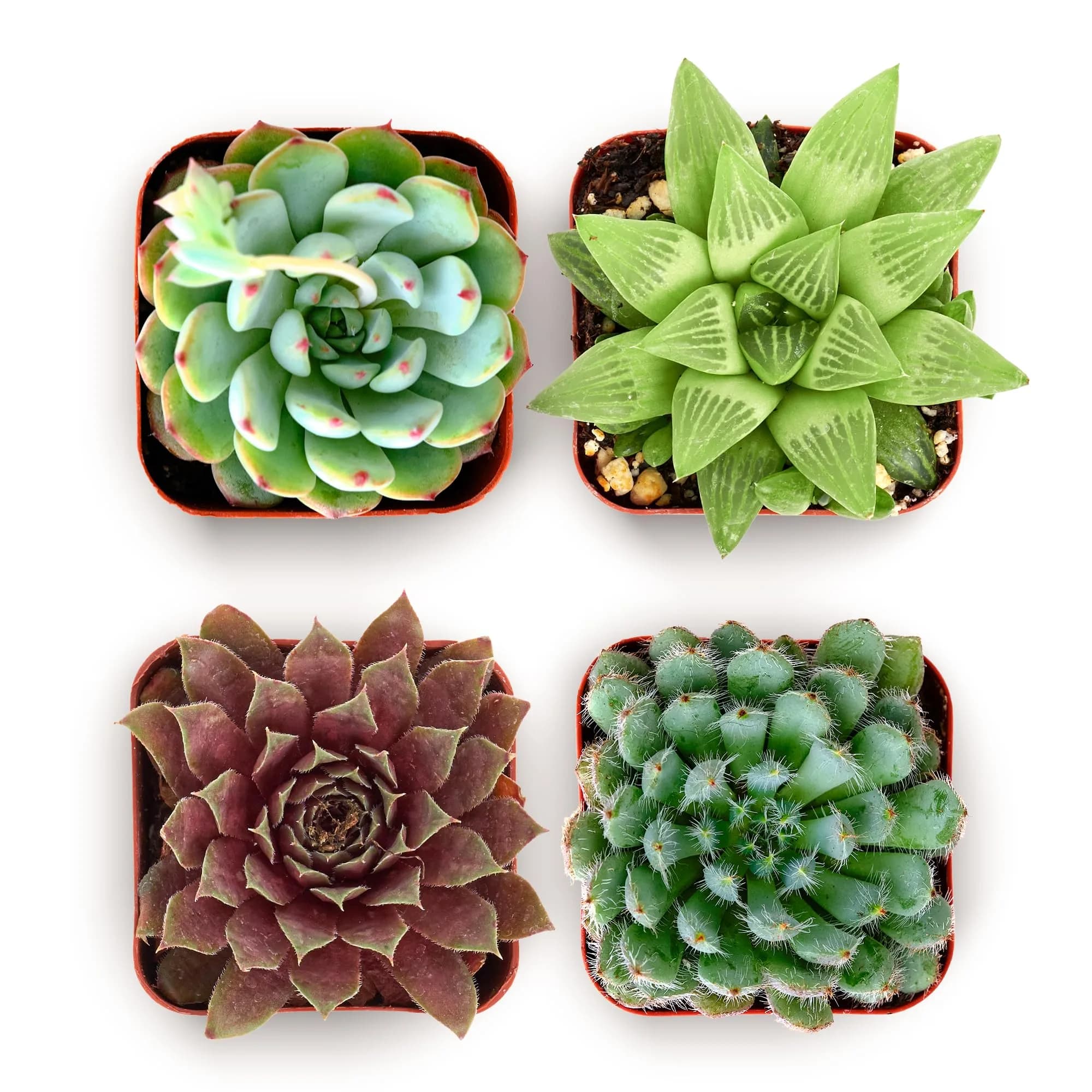 Shop Succulents Echeveria & Rosette Live Succulent Variety Pack – Fully Rooted 2" Potted Plants for Gifts, Favors, DIY Projects, Terrariums, Home Décor, and Garden Arrangements, 4 Pack - main product image